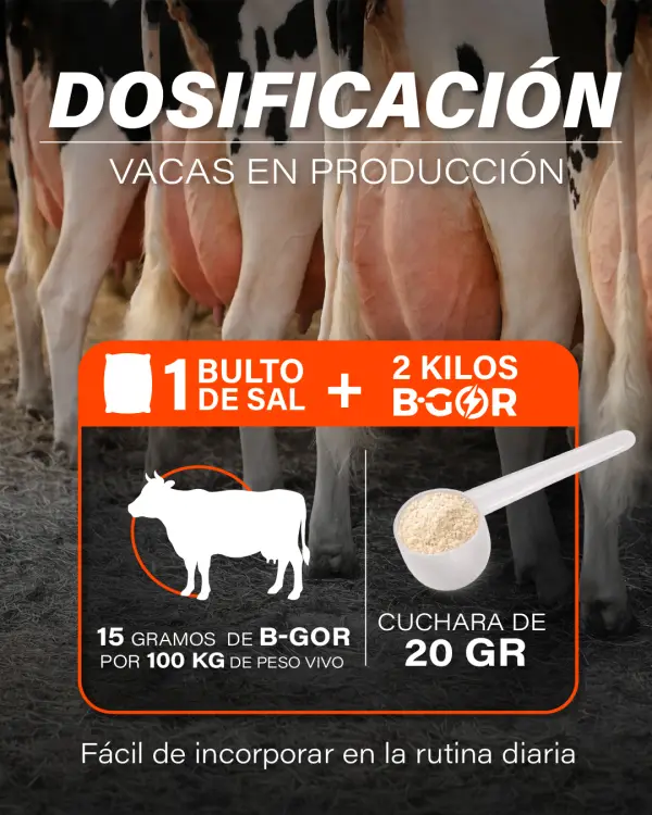 Dosificación B-GOR vacas en producción